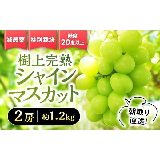 ふるさと納税 ぶどう マスカット 山梨県 甲斐市 2026年/令和8年発送 樹上完熟シャインマスカット(特別栽培)1.2kg/2房 BM-12 2房/1.2kg