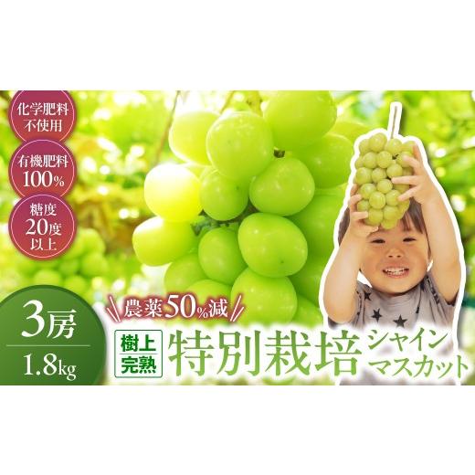 ふるさと納税 ぶどう マスカット 山梨県 甲斐市 2026年/令和8年発送 樹上完熟シャインマスカット(特別栽培)1.8kg/3房 シャインマスカット フルーツ 果物…