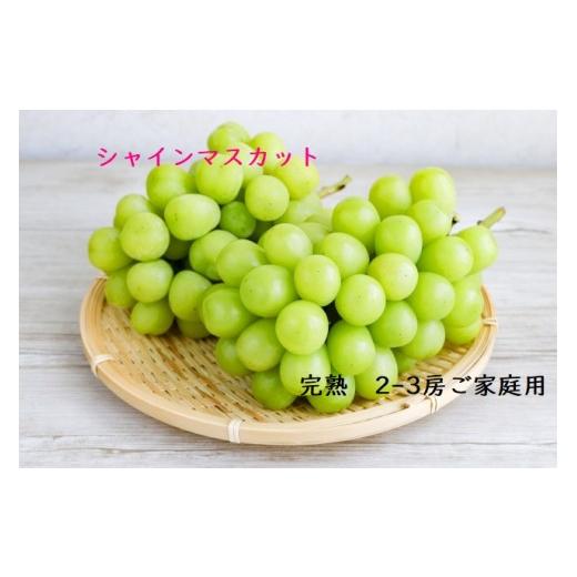 ふるさと納税 ぶどう マスカット 兵庫県 たつの市 U-14 シャインマスカット 2〜3房 1kg〜1.2kg