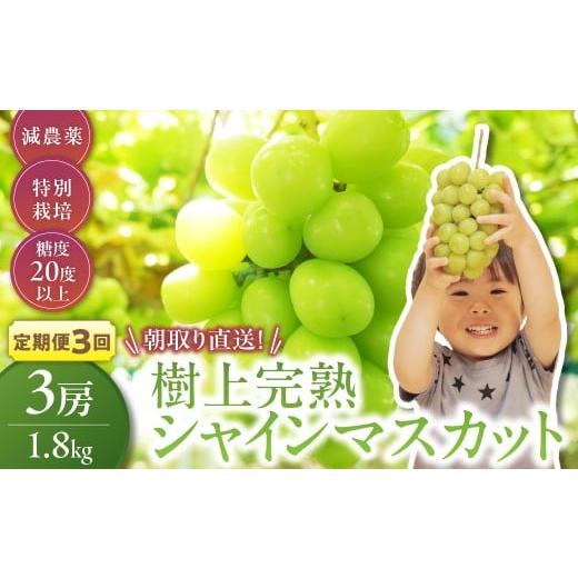 ふるさと納税 ぶどう マスカット 山梨県 甲斐市 先行予約 定期便 樹上完熟シャインマスカット(特別栽培)1.8kg/3房 3回 3房/1.8kg(3回)