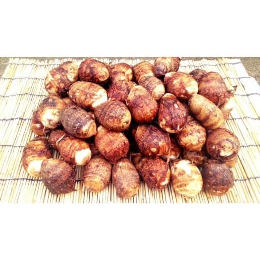 ふるさと納税 野菜類 山梨県 甲斐市 先行予約 甲斐市産 八幡芋 2L〜3Lサイズ 2.0kg 先行 予約 野菜 里芋 さといも いも ミクニ農園 特産 新鮮 産…