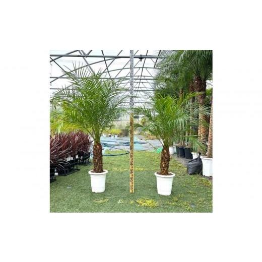 ふるさと納税 花・苗木 大阪府 貝塚市 110〜130cm ヤシの木1本 フェニックス・ロべレニー ロべヤシ