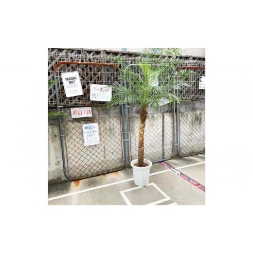 ふるさと納税 花・苗木 大阪府 貝塚市 190〜210cm ヤシの木1本 フェニックス・ロべレニー ロべヤシ