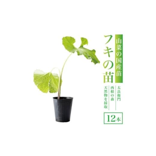 ふるさと納税 花・苗木 宮城県 - 天然採取 西根の森 フキの苗 12本セット(ポット苗)国産山菜苗 1697543