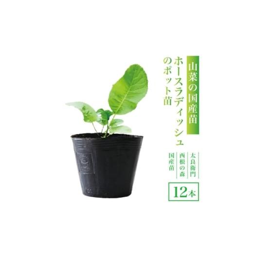 ふるさと納税 花・苗木 宮城県 - 西根の森 ホースラディッシュの苗(山わさび)12本(ポット苗)国産山菜苗 1697546