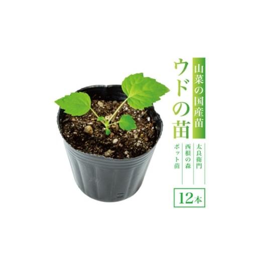ふるさと納税 花・苗木 宮城県 - 西根の森 ウドの苗 12本(ポット苗)国産山菜苗 1697549