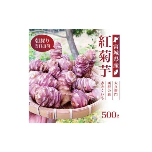 ふるさと納税 人参・大根・他根菜 宮城県 - 宮城県産 紅菊芋 500g(500g×1袋) 生きくいも 西根の森|太良衛門 1704785