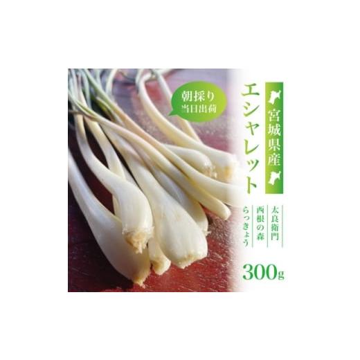 ふるさと納税 野菜類 宮城県 - 宮城県産 朝採りエシャレット300g(若採りらっきょう)国産生食用 西根の森|太良衛門 1707008