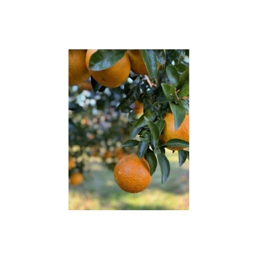 ふるさと納税 みかん・柑橘類 鹿児島県 枕崎市 不知火 計5kg 鹿児島県枕崎市産 ご家庭用 A6-175 1697636