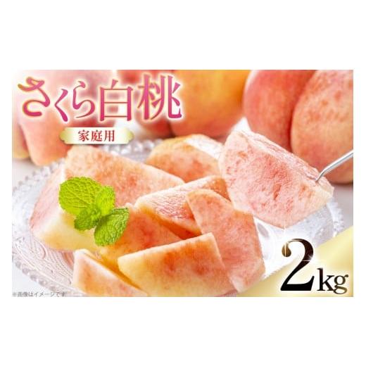 ふるさと納税 もも 山形県 高畠町 期間限定発送 桃 さくら白桃 訳あり 2kg 家庭用 東城農園 山形県 高畠町 tk06ayt370005 もも モモ 白桃 2キロ フルーツ 果…
