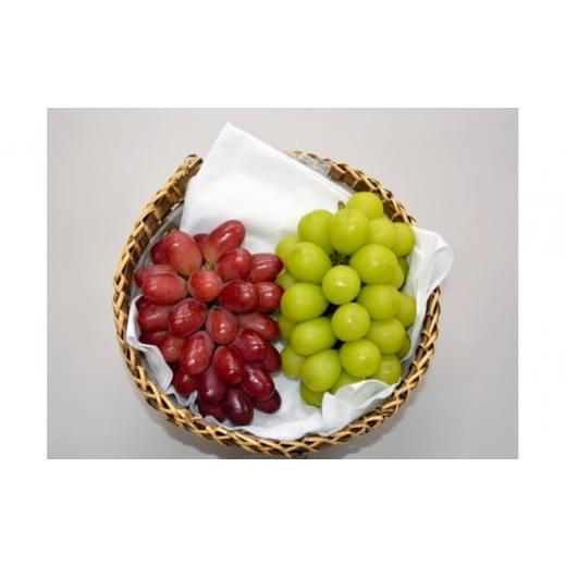 ふるさと納税 果物類 ぶどう 島根県 出雲市 2026年7月発送 出雲紅白 ハレの日セット(神紅&シャインマスカット)