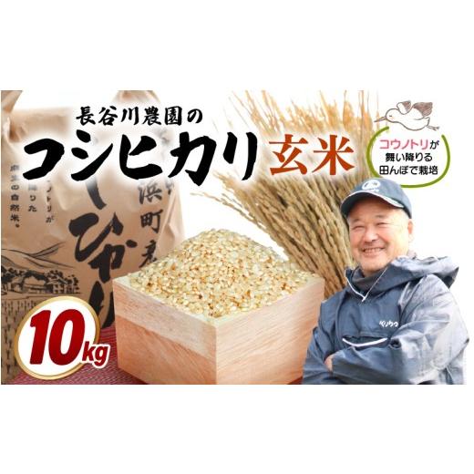 ふるさと納税 米 コシヒカリ 福井県 美浜町 令和7年産 長谷川農園の コシヒカリ 玄米 10kg お米 こしひかり 10キロ 玄米 ブランド米 ふるさと納税米 産地直送…