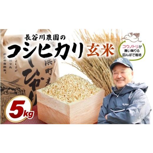 ふるさと納税 米 コシヒカリ 福井県 美浜町 令和7年産 長谷川農園の コシヒカリ 玄米 5kg お米 こしひかり 5キロ 玄米 ブランド米 ふるさと納税米 産地直送 m…
