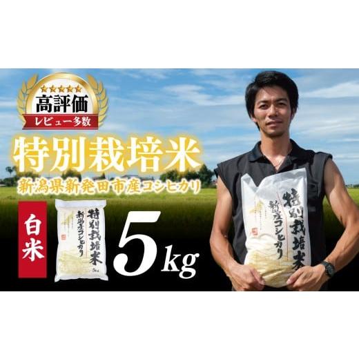 ふるさと納税 米 コシヒカリ 新潟県 新発田市 先行予約 令和8年産 コシヒカリ 白米 5kg 特別栽培米 こしひかり 米 お米 こめ 新潟米 新潟県産 新潟産 新潟 新…
