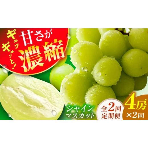 ふるさと納税 果物の詰合せ 福岡県 広川町 2回定期便 シャインマスカット2回定期便 広川町 / JAふくおか八女農産物直売所どろや