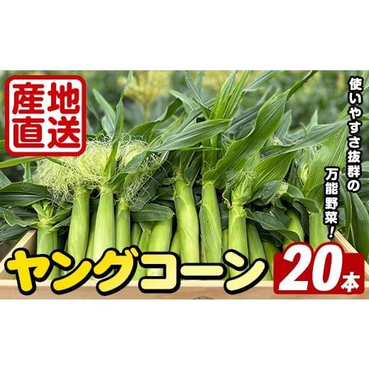 ふるさと納税 とうもろこし 鹿児島県 阿久根市 先行予約受付中 2026年5月上旬以降順次発送予定 本数が選べる ヤングコーン (20本) 国産 野菜 ヤングコーン 鹿…