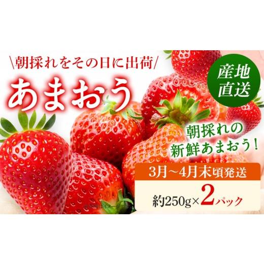 ふるさと納税 いちご 福岡県 志免町 あまおう 産地直送 約250g×2パック 福岡県産 いちご 朝採れ ふくおかエコ農産物認証 苺 フルーツ イチゴ 果物 くだもの …