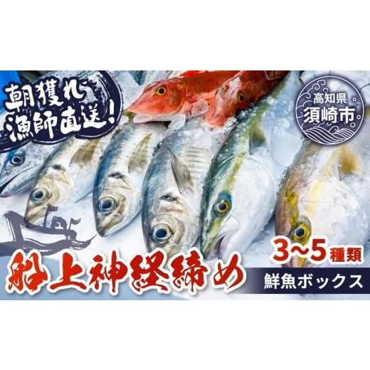 ふるさと納税 カツオ 高知県 須崎市 船上神経締め鮮魚ボックス 朝獲れ直送 3~5種入り (2026年8月出荷) 冷蔵 魚種お任せ 水揚げ 海鮮 魚介 産地直送 新鮮 天…