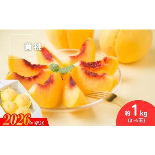 ふるさと納税 もも 福島県 福島市 No.3305 種まきうさぎ 福島市産 黄桃 (品種おまかせ) 約1kg