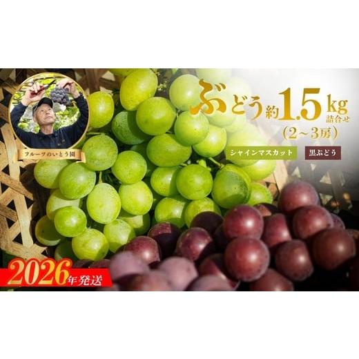 ふるさと納税 ぶどう 福島県 福島市 No.3309 ぶどうセット約1.5kg(2〜3房) シャインマスカット&黒葡萄(巨峰.ヒ゜オ−ネ)