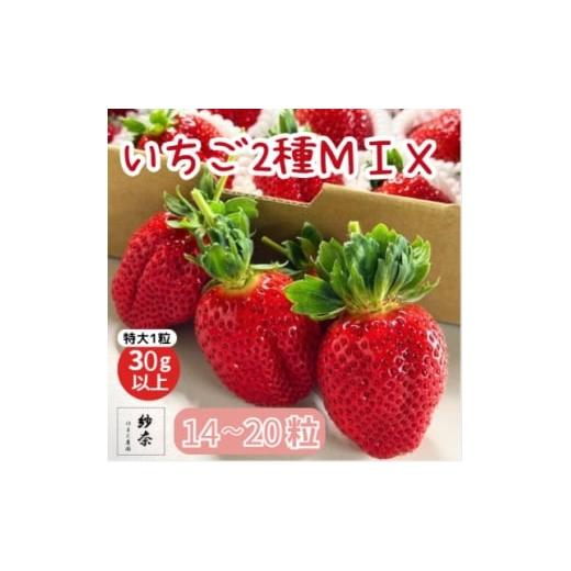 ふるさと納税 いちご 徳島県 阿南市 先行受付[特大14〜20粒 ]紗奈〜はまだ農園 いちごミックス 大粒いちご 1粒30g以上 1697486
