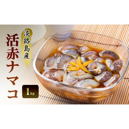 ふるさと納税 魚貝類 兵庫県 洲本市 淡路島産活赤ナマコ1kg 兵庫県 洲本市 淡路島  