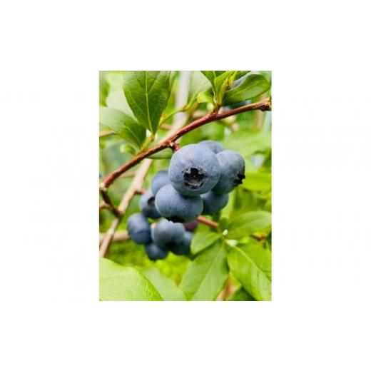 ふるさと納税 果物類 神奈川県 小田原市 農薬不使用 手摘み生ブルーベリー 400g