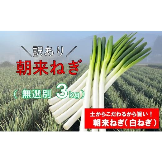 ふるさと納税 野菜類 ねぎ 兵庫県 朝来市 訳あり 朝来ねぎ 白ねぎ 曲がり 太さ無選別 長さ無選別 3kg L〜2Lサイズ (箱入り) AGRI CREW 株式会社 朝来ねぎ ね…