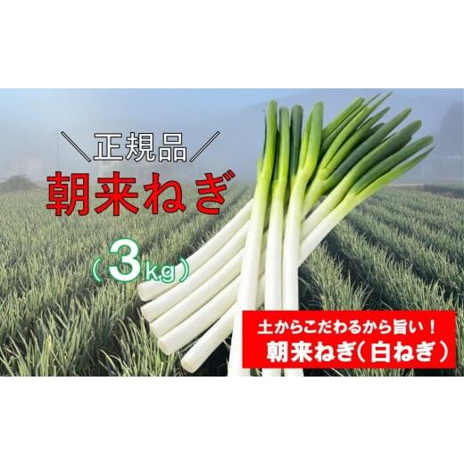 ふるさと納税 野菜類 ねぎ 兵庫県 朝来市 朝来ねぎ 白ねぎ 皮むき 3kg L〜2Lサイズ (箱入り) AGRI CREW 株式会社 朝来ねぎ ねぎ ネギ 葱 新鮮 国産 甘い 太…