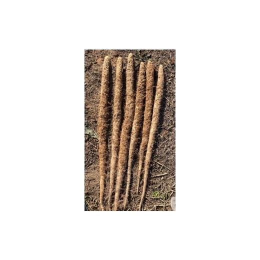 ふるさと納税 野菜類 愛知県 常滑市 常滑ハッピー自然薯 約1kg|自然薯 芋 山芋 長芋 とろろ 滋養強壮 野菜 健康 産地直送 お取り寄せ 愛知県 常滑市 自然薯…