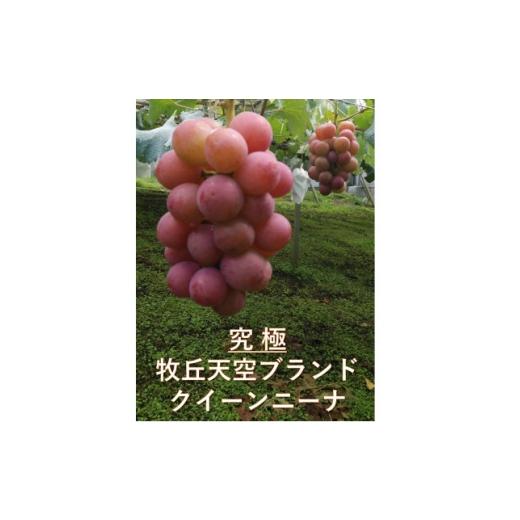 ふるさと納税 ぶどう 巨峰 山梨県 山梨市 2026年先行受付 「牧丘天空の丘ブランド 巨峰+クイーンニーナ」約1kg(2〜3房) 1714391