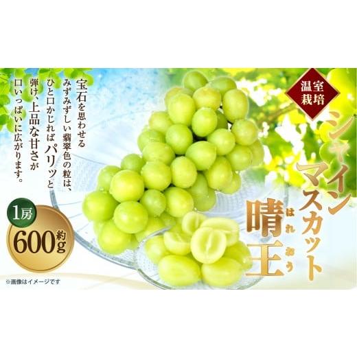 ふるさと納税 ぶどう マスカット 岡山県 倉敷市 HS 温室 シャインマスカット 晴王 1房 約600g 2026年7月上旬〜8月下旬発送予定 マスカット 葡萄 ぶどう ブド…