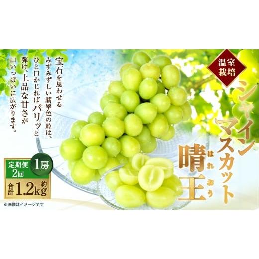 ふるさと納税 ぶどう マスカット 岡山県 倉敷市 HS 2回定期便 温室 シャインマスカット 晴王 1房 約600g 2026年7月上旬〜8月下旬発送予定 マスカット 葡萄 ぶ…