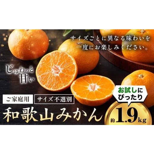 ふるさと納税 果物類 みかん 和歌山県 紀の川市 みかん王国和歌山よりお届け サイズ不選別 ご家庭用 和歌山みかん 約1.9kg 和歌山県産[2026年11月中旬-2027年…