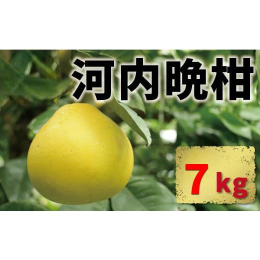 ふるさと納税 みかん・柑橘類 愛媛県 愛南町 河内晩柑 7kg 10000円 みかん かわちばんかん 愛南ゴールド あいなん ゴールド 美生柑 文旦 グレープフルーツ 和…