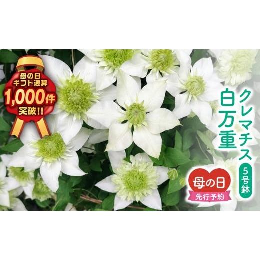 ふるさと納税 雑貨・日用品 花 福島県 田村市 ＼先行受付 令和8年5月10日の母の日お届け:5月6日(水) 決済完了分まで / クレマチス 「 白万重 」 5号鉢 ラッ…