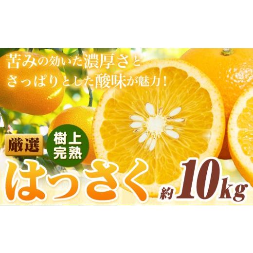 ふるさと納税 みかん・柑橘類 和歌山県 日高町 厳選 樹上完熟 はっさく 八朔 みかん 10kg+250g 傷み補償分 池田鹿蔵農園 @日高町[2026年4月上旬-5月末頃出荷…