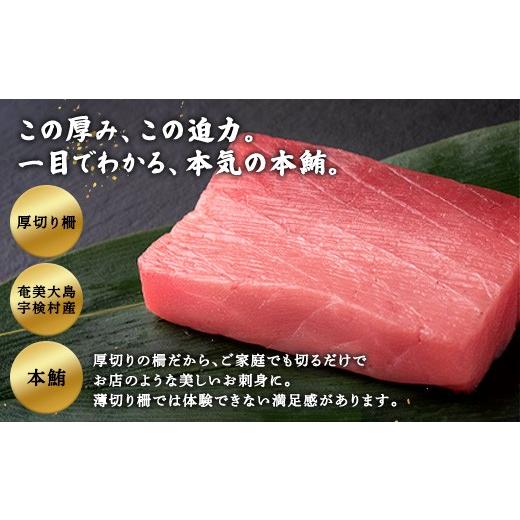 ふるさと納税 鮪 鹿児島県 宇検村 奄美大島 言い慣わし鮪 厚切り 中トロ（2柵 各250g）仕かける 柵 凝結 鮪 まぐろ 海鮮 刺し身 お刺身 さしみ 生食用 中トロ 鹿児…