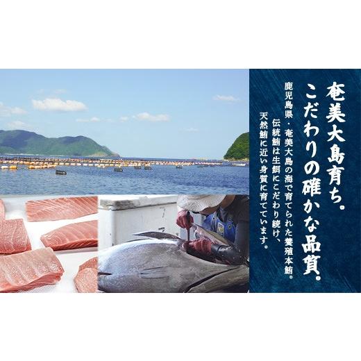 ふるさと納税 鮪 鹿児島県 宇検村 奄美大島 言い慣わし鮪 厚切り 中トロ（2柵 各250g）仕かける 柵 凝結 鮪 まぐろ 海鮮 刺し身 お刺身 さしみ 生食用 中トロ 鹿児…