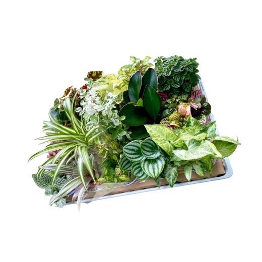 ふるさと納税 花・苗木 愛知県 蒲郡市 G0749 期間限定 蒲郡で栽培した観葉植物セット(15種)