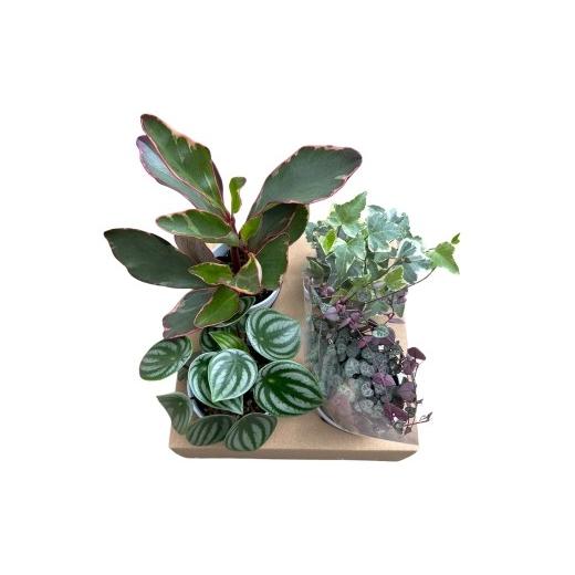 ふるさと納税 花・苗木 愛知県 蒲郡市 G0748 期間限定 蒲郡で栽培した観葉植物セット(4種)