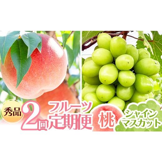 ふるさと納税 果物類 山形県 寒河江市 先行予約 令和8年産 フルーツ 2回 定期便 桃 シャインマスカット 秀品 山形県産 2026年8月上旬頃から発送開始予定 配送…