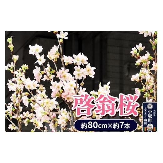 ふるさと納税 雑貨・日用品 花 秋田県 小坂町 [予約受付]啓翁桜 約80cm×約7本 さくら 桜 サクラ 花 桜のお花 フラワーギフト 花ギフト プレゼント モダン …