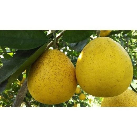 ふるさと納税 みかん・柑橘類 熊本県 宇土市 68-149 進栄 農薬不使用栽培 木成り河内晩柑(家庭用)約8kg