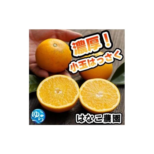 ふるさと納税 みかん・柑橘類 和歌山県 由良町 ふるさと納税 濃厚 訳あり 小玉 八朔 / はっさく 甘い 家庭用 柑橘 晩柑 和歌山 / 5kg 2026年2月下旬〜3月下…