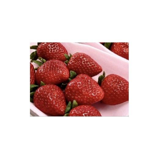 ふるさと納税 いちご 栃木県 小山市 甘さ際立つ新品種いちご とちあいか 2パック 1678745