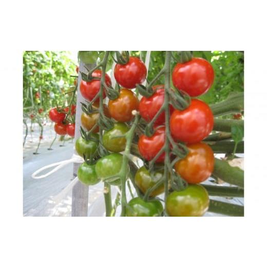 ふるさと納税 トマト ミニトマト 香川県 坂出市 訳ありミニトマト 約3kg