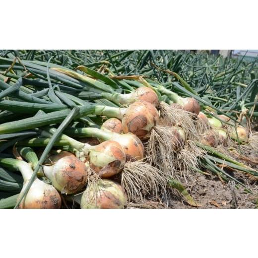 ふるさと納税 野菜類 玉ねぎ 香川県 坂出市 2026年3月下旬以降発送・先行予約 極早生たまねぎ 約10kg