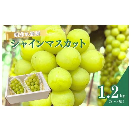 ふるさと納税 果物類 ぶどう 千葉県 匝瑳市 シャインマスカット 1.2kg(2〜3房) / ぶどう ブドウ 葡萄 シャインマスカット 果物 くだもの フルーツ 1.2kg …