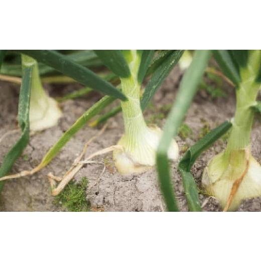 ふるさと納税 野菜類 玉ねぎ 兵庫県 南あわじ市 淡路島新玉ねぎ「蜜玉」５kg（有機肥料100%）の画像